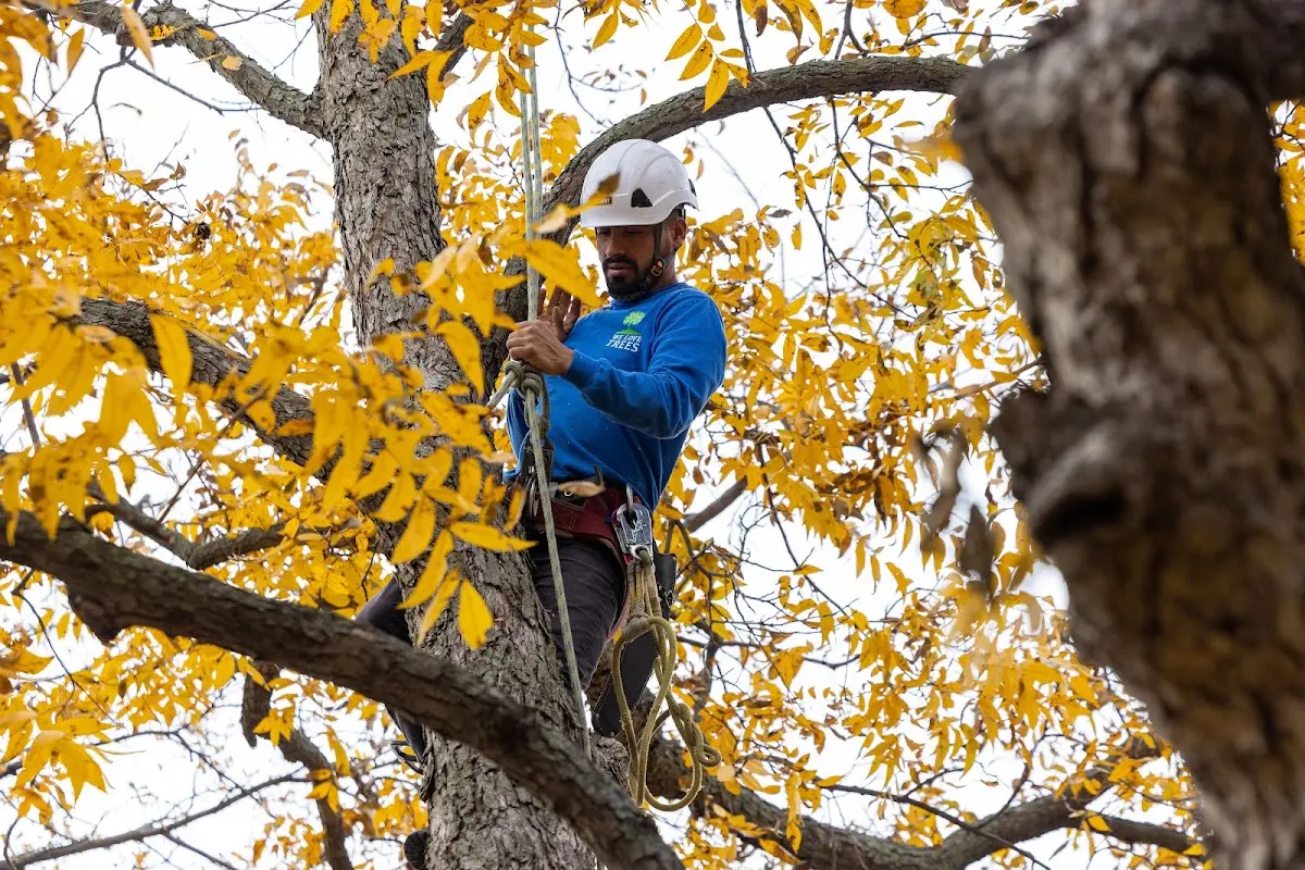 Skilled Tree Planing crew working in Grandview